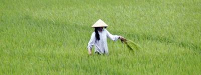 Rice field near the town of Zigong.